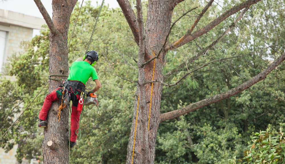 NT Paysagiste Nantes Loire-Atlantique 44 elagage arbres La Baule Carquefou