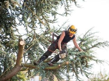 NT Paysagiste Nantes Loire-Atlantique 44 entretien arbres elagage